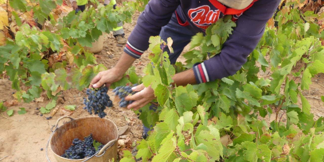 La DOP Cariñena prevé vendimiar este año 55 millones de kilos de uva, un 8% más que en 2024