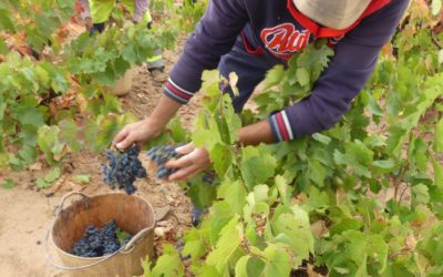 La DOP Cariñena prevé vendimiar este año 55 millones de kilos de uva, un 8% más que en 2024