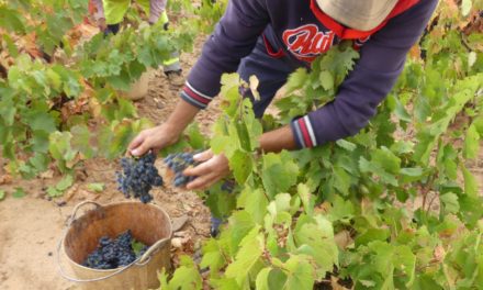 La DOP Cariñena prevé vendimiar este año 55 millones de kilos de uva, un 8% más que en 2024