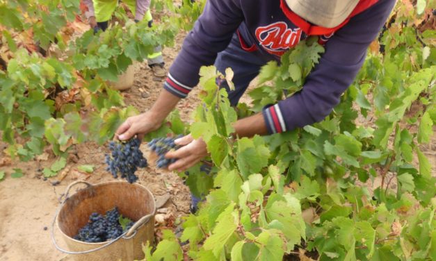 La DOP Cariñena prevé vendimiar este año 55 millones de kilos de uva, un 8% más que en 2024