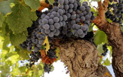 Garnacha, la uva aragonesa que conquistó el mundo