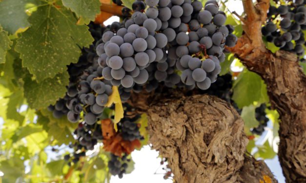 Garnacha, la uva aragonesa que conquistó el mundo