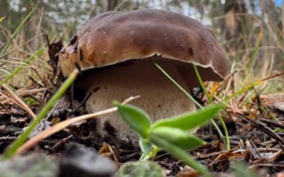 El proyecto Fungiverso aporta información sobre la campaña micológica de otoño en Aragón 2025