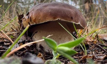 El proyecto Fungiverso aporta información sobre la campaña micológica de otoño en Aragón 2025