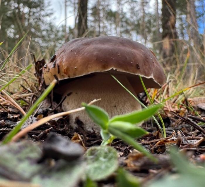El proyecto Fungiverso aporta información sobre la campaña micológica de otoño en Aragón 2025