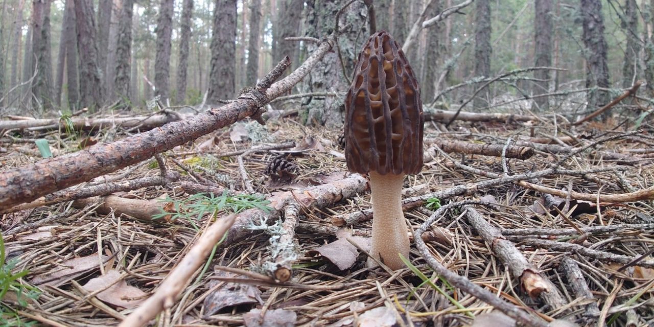 El proyecto FUNGIVERSO, coordinado por el CITA, organiza un “Living Lab” para profundizar en el intercambio de buenas prácticas micológicas