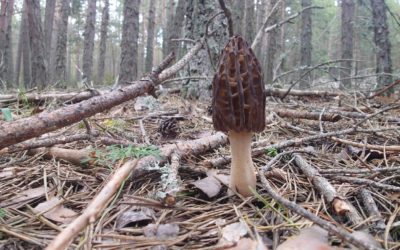 El proyecto FUNGIVERSO, coordinado por el CITA, organiza un “Living Lab” para profundizar en el intercambio de buenas prácticas micológicas