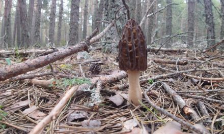 El proyecto FUNGIVERSO, coordinado por el CITA, organiza un “Living Lab” para profundizar en el intercambio de buenas prácticas micológicas
