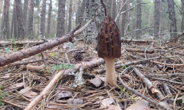 El proyecto FUNGIVERSO, coordinado por el CITA, organiza un “Living Lab” para profundizar en el intercambio de buenas prácticas micológicas
