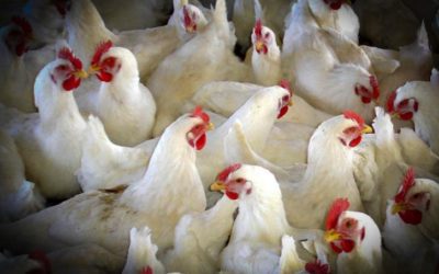 Agricultura adopta medidas para prevenir la introducción de la influenza aviar en explotaciones avícolas de la Comunidad