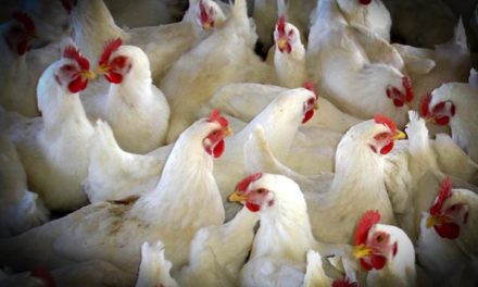 Agricultura adopta medidas para prevenir la introducción de la influenza aviar en explotaciones avícolas de la Comunidad