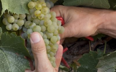 La DOP Somontano concluye la vendimia con 15 536 507 kilos de uva