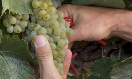 La DOP Somontano concluye la vendimia con 15 536 507 kilos de uva