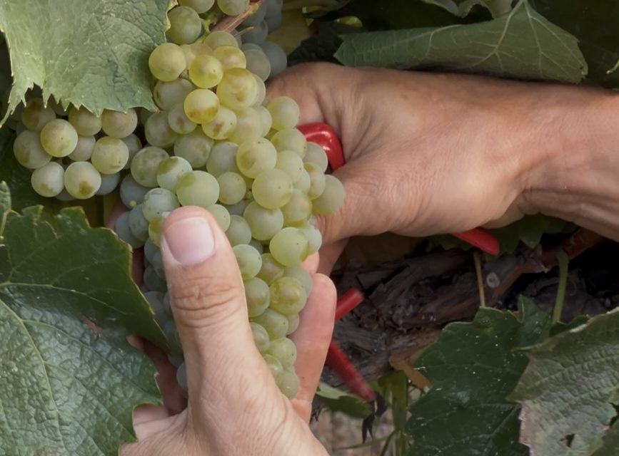 La DOP Somontano concluye la vendimia con 15 536 507 kilos de uva
