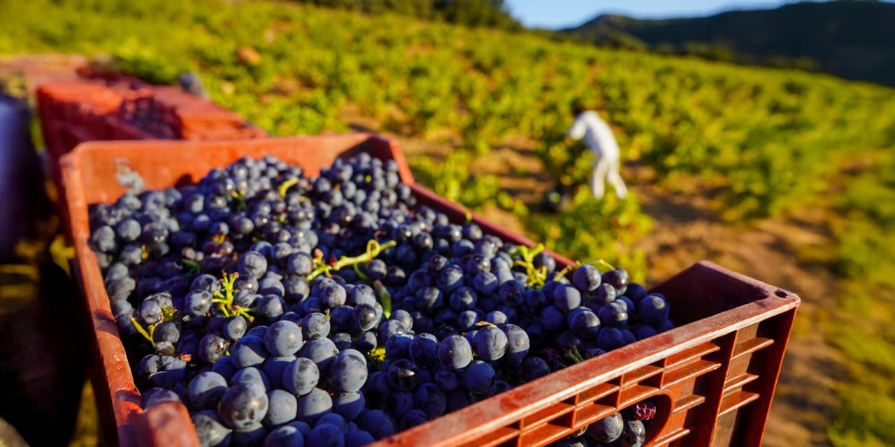 Bodegas San Valero cierra una vendimia 2025 de gran calidad y menor producción, consolidando su liderazgo en la DOP Cariñena