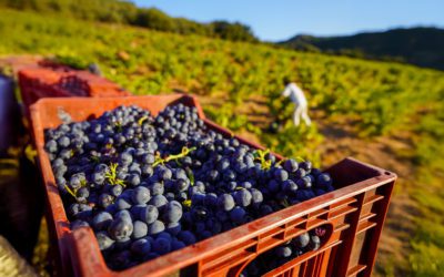 Bodegas San Valero cierra una vendimia 2025 de gran calidad y menor producción, consolidando su liderazgo en la DOP Cariñena