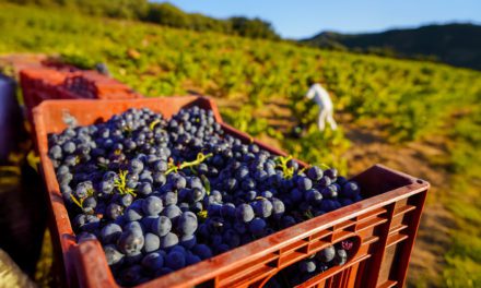 Bodegas San Valero cierra una vendimia 2025 de gran calidad y menor producción, consolidando su liderazgo en la DOP Cariñena