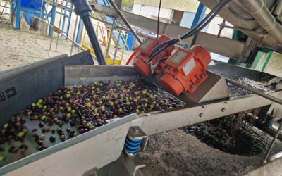 Agricultura celebra en Barbastro la Denominación de Origen Protegida del Aceite del Somontano