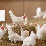 El Ministerio de Agricultura, Pesca y Alimentación amplía el confinamiento de aves de cría a todas las granjas de España