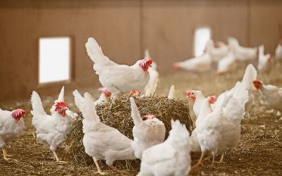 El Ministerio de Agricultura, Pesca y Alimentación amplía el confinamiento de aves de cría a todas las granjas de España