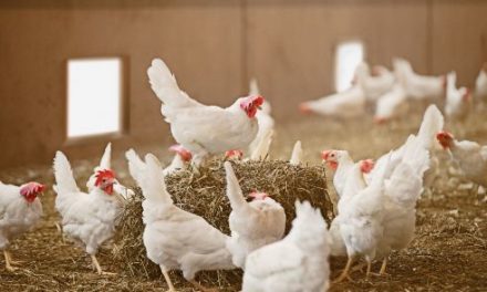 El Ministerio de Agricultura, Pesca y Alimentación amplía el confinamiento de aves de cría a todas las granjas de España