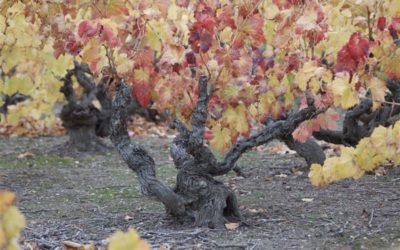 Una investigación demuestra el valor de las garnachas históricas y ayuda a certificar las viñas viejas