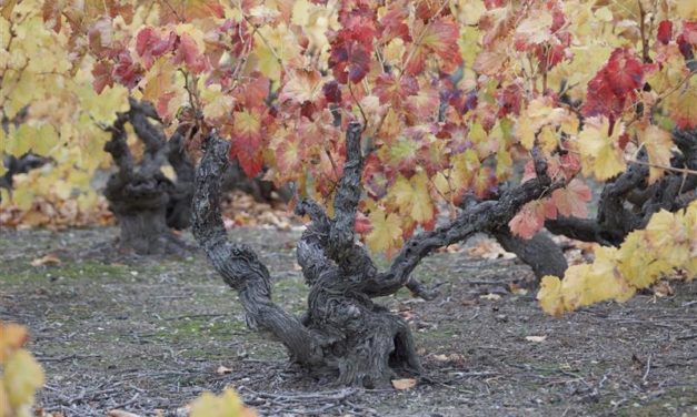 Una investigación demuestra el valor de las garnachas históricas y ayuda a certificar las viñas viejas