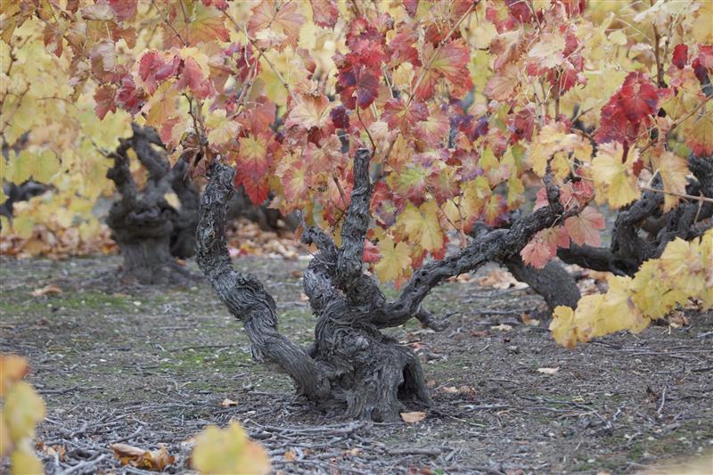 Una investigación demuestra el valor de las garnachas históricas y ayuda a certificar las viñas viejas
