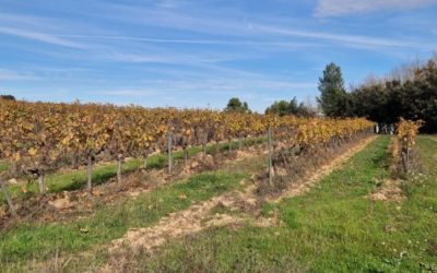 Rincón pone en valor el potencial vitivinícola del Matarraña