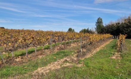 Rincón pone en valor el potencial vitivinícola del Matarraña