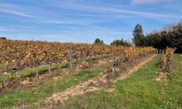 Rincón pone en valor el potencial vitivinícola del Matarraña