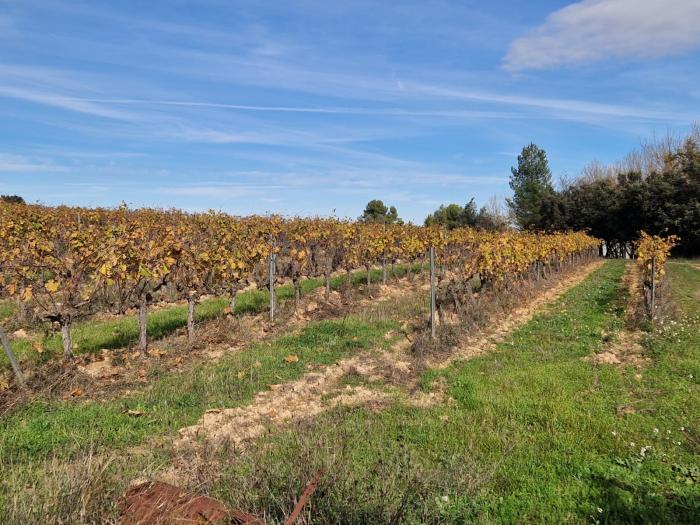Rincón pone en valor el potencial vitivinícola del Matarraña