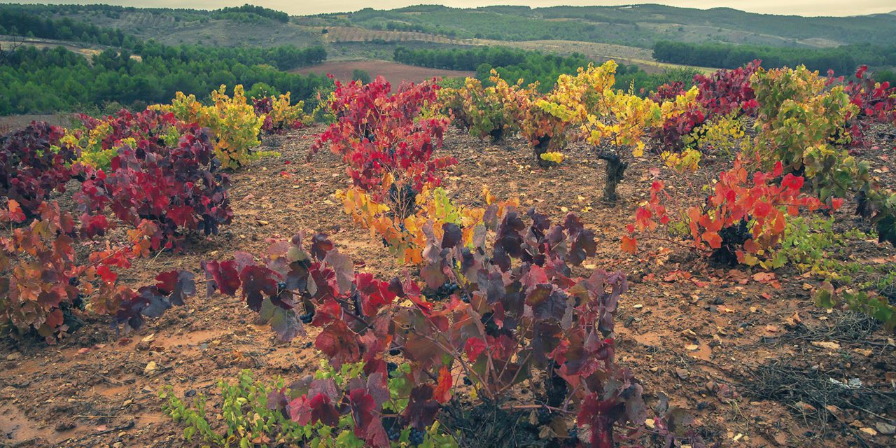 La DOP Calatayud se prepara para inaugurar Calaterra con figuras como Eduardo Salanova, Fernando Mora, Françoise Vannier y Ruth Soto