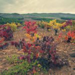 La DOP Calatayud se prepara para inaugurar Calaterra con figuras como Eduardo Salanova, Fernando Mora, Françoise Vannier y Ruth Soto
