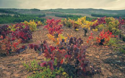 La DOP Calatayud se prepara para inaugurar Calaterra con figuras como Eduardo Salanova, Fernando Mora, Françoise Vannier y Ruth Soto