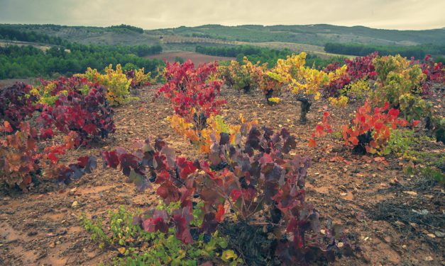 La DOP Calatayud se prepara para inaugurar Calaterra con figuras como Eduardo Salanova, Fernando Mora, Françoise Vannier y Ruth Soto