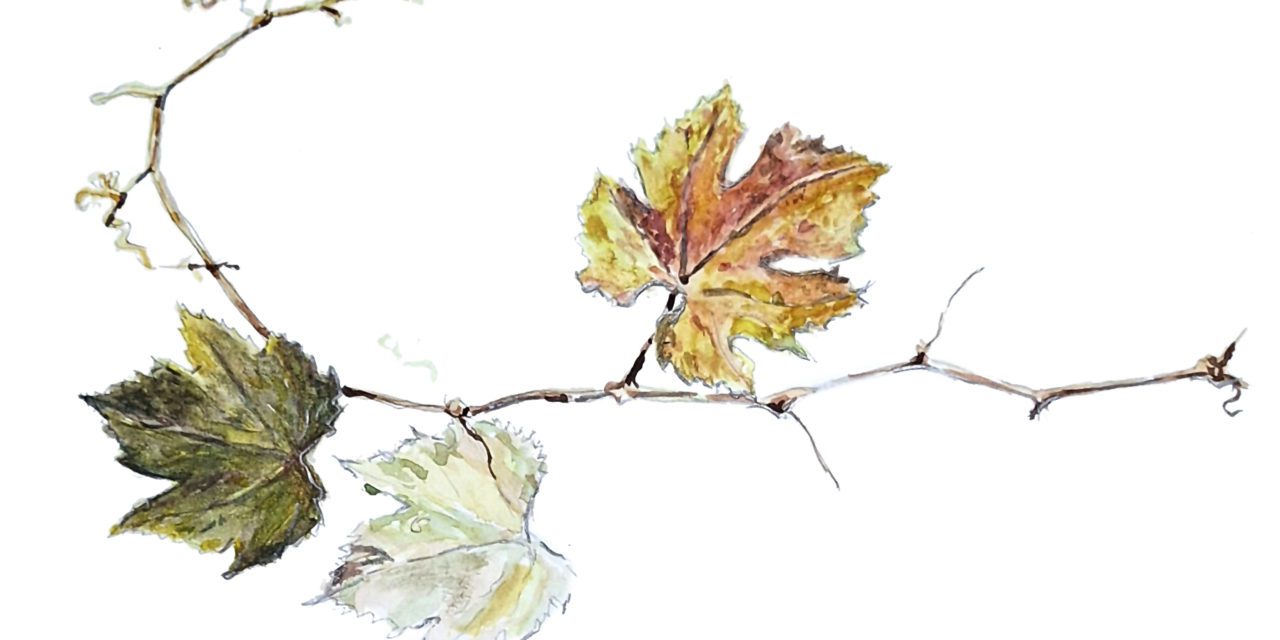 Art & Wine fusionará paisaje, arte y vino en el Cariñena Wine Museum