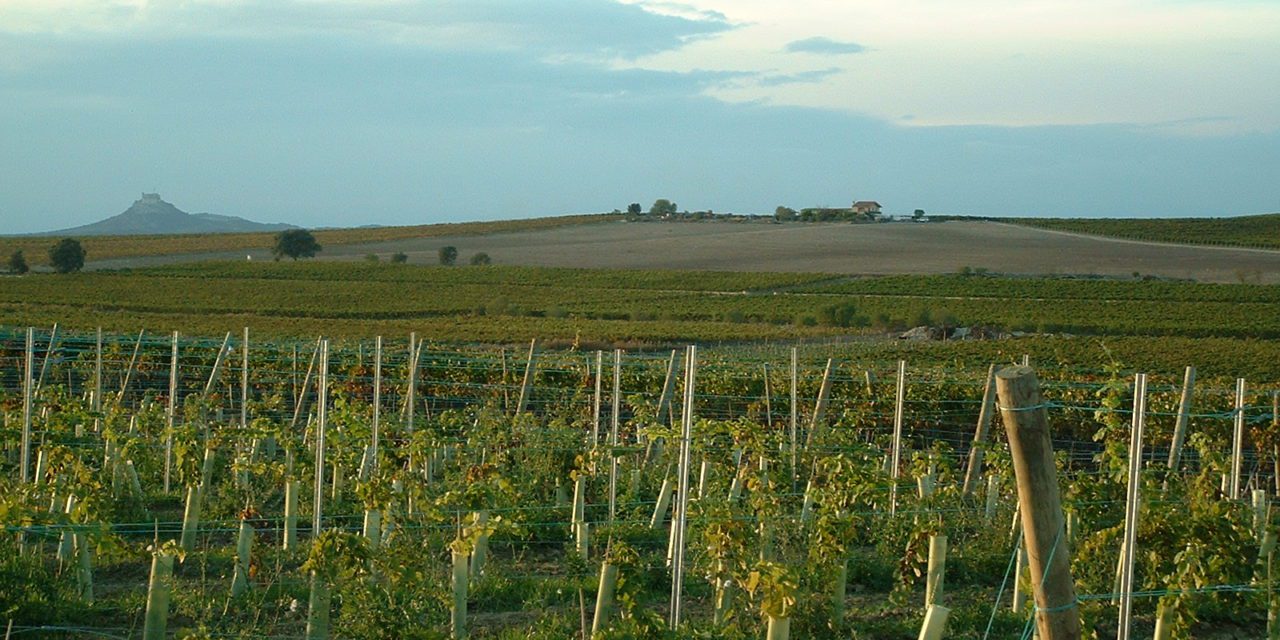 UAGA-COAG reclama la vendimia en verde