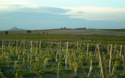 UAGA-COAG reclama la vendimia en verde