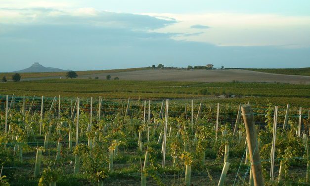 UAGA-COAG reclama la vendimia en verde