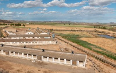 Aragón pide al Ministerio intensificar las negociaciones internacionales para proteger las exportaciones de porcino