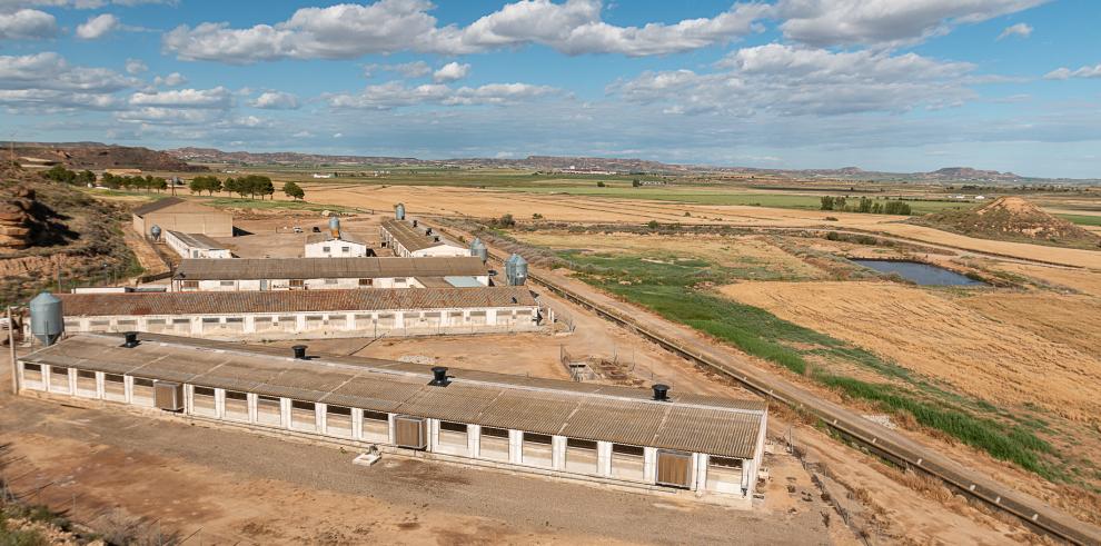 Aragón pide al Ministerio intensificar las negociaciones internacionales para proteger las exportaciones de porcino