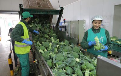 Récord de solicitudes en el plan de ayudas a las industrias agroalimentarias del departamento de Agricultura