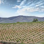 La DOP Calatayud forma parte de la ruta internacional “MW Trip – Cradles of Garnacha” junto al Master of Wine Álvaro Ribalta