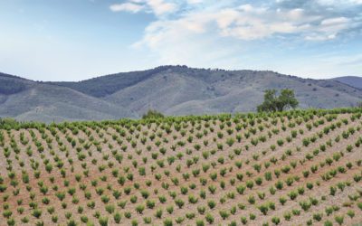 La DOP Calatayud forma parte de la ruta internacional “MW Trip – Cradles of Garnacha” junto al Master of Wine Álvaro Ribalta