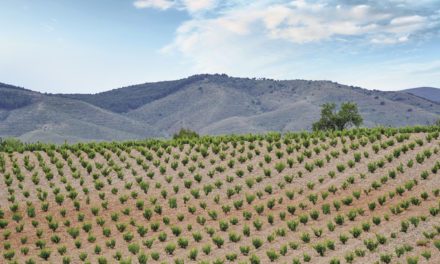 La DOP Calatayud forma parte de la ruta internacional “MW Trip – Cradles of Garnacha” junto al Master of Wine Álvaro Ribalta