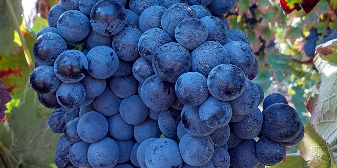 La variedad de uva tinta morenillo, oficial en Aragón