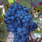 La variedad de uva tinta morenillo, oficial en Aragón