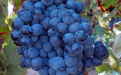 La variedad de uva tinta morenillo, oficial en Aragón