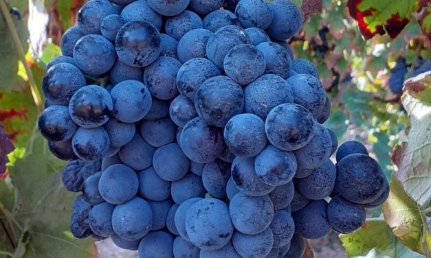 La variedad de uva tinta morenillo, oficial en Aragón